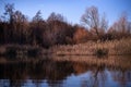 Reed and rush reflected in the luster of the water at the edge of the lake. Phragmites australis plants during autumn season Royalty Free Stock Photo