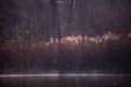 Reed and rush reflected in the luster of the water at the edge of the lake. Phragmites australis plants during autumn season Royalty Free Stock Photo