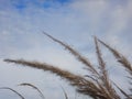 Reed (Saccharum spontaneum) on a blue sky with macro photos for wallpaper.