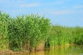 Reed (Scirpus gen.) spinney in river Royalty Free Stock Photo