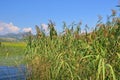 Reed (Scirpus gen.) spinney in river Royalty Free Stock Photo