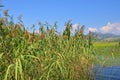 Reed (Scirpus gen.) spinney in river Royalty Free Stock Photo