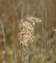 Reed Seedhead Royalty Free Stock Photo