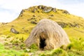 Reed Shelter At High Altitude In Andes Mountains