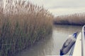 Reed on the shore of the lake, fender in the right side of the frame Royalty Free Stock Photo