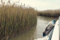 Reed on the shore of the lake. Swirl on the water from the boat, fender in the right side of the frame