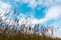 A reed silhouette of golden stalks against blue sky Royalty Free Stock Photo