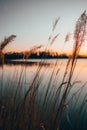 Reed silhouette portrait at lake during sunset Royalty Free Stock Photo