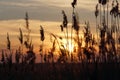 Reed silhouettes against the evening sky. picture for blog. Royalty Free Stock Photo