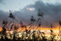 Sunset in nature. Reed silhouettes on bright warm sunset background Royalty Free Stock Photo