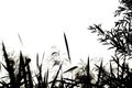 Reed silhouettes isolated on white background. Natural black and white floral background. Selective focus Royalty Free Stock Photo