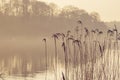 Reed silhouettes by a lake in the morning mist Royalty Free Stock Photo