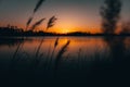 Reed silhouettes at lake during sunset Royalty Free Stock Photo