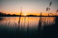 Reed silhouettes at lake during sunset Royalty Free Stock Photo