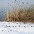 20191204 Reed and snow in Lianshi lake, Beijing, China. Royalty Free Stock Photo