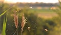 Reed with some lacewings flying around in the evening sun