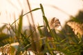 Reed spikelets in the sunset Royalty Free Stock Photo