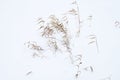 Reed stalks in deep snow
