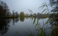 Reed stalks sway gently on the shore of a calm rural lake on a silent grey november day, copy space