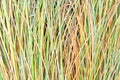 Reed stalks wallpaper. Grass straw background. Grass close up texture background.