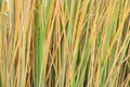 Reed stalks wallpaper. Grass straw background. Grass close up texture background.