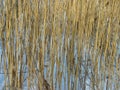 Reed stalks in winter as background