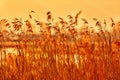 The reed stands as a wall along the lake shore Royalty Free Stock Photo