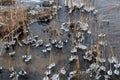 Frozen pieces of ice around the reeds Royalty Free Stock Photo