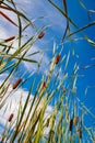 Reed stems in front of blue sky Royalty Free Stock Photo