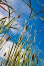 Reed stems in front of blue sky