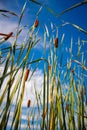 Reed stems in front of blue sky Royalty Free Stock Photo