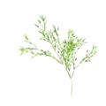 Reed stems ,bamboo leaves, thin narrow leaves.Different shades of green. Isolated on white background