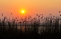 Reed sunset Royalty Free Stock Photo