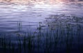reed at sunset Royalty Free Stock Photo