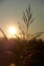 Reed at sunset. Backlit Photography Royalty Free Stock Photo