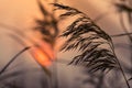 Reed in sunset Royalty Free Stock Photo