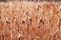 Reed texture Royalty Free Stock Photo