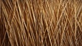 Reed texture. Wicker thatch rustic roof. Dry thin reed Royalty Free Stock Photo