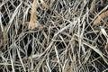 Reed Thatch Detail, Hay Straw Stack Background Texture, Agriculture Natural Abstract Striped Background, Royalty Free Stock Photo