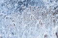 Reed thicket in snow Royalty Free Stock Photo