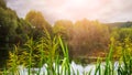 Reed thickets on the river bank, the river at sunset Royalty Free Stock Photo