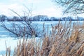 Reed thickets on the shore river in winter, ice covered river Royalty Free Stock Photo