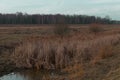 Reed thickets on a small boggy river in the evening. Evening landscape. Overcast weather