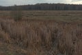 Reed thickets on a small boggy river in the evening. Evening landscape. Overcast weather