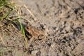 Reed toad sits on sand near green grass. Brown little frog in wild with copy space. Skin texture of amphibian on sandy surface