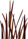 Reed vector Royalty Free Stock Photo