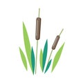 reed - vector illustration on white background. river plant. Royalty Free Stock Photo