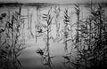 Reed vegetation in Lake Banolas in Black and White Royalty Free Stock Photo