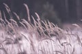 Beautiful sunset over the lake among the reeds in snow - vintage Royalty Free Stock Photo