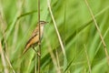 Reed Warbler